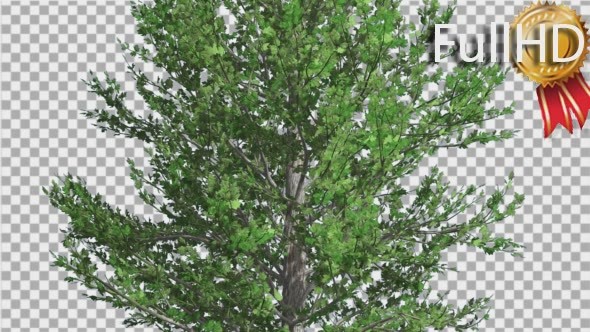 Sugar Maple Thin Tree is Swaying at The Wind - Download Videohive 14733904