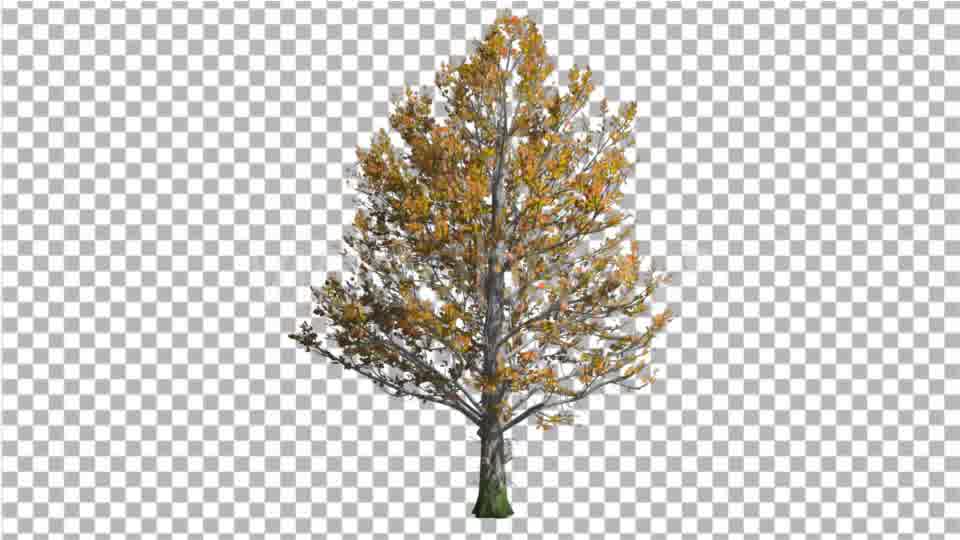 Sugar Maple Tree is Swaying at the Wind Yellow - Download Videohive 16958140
