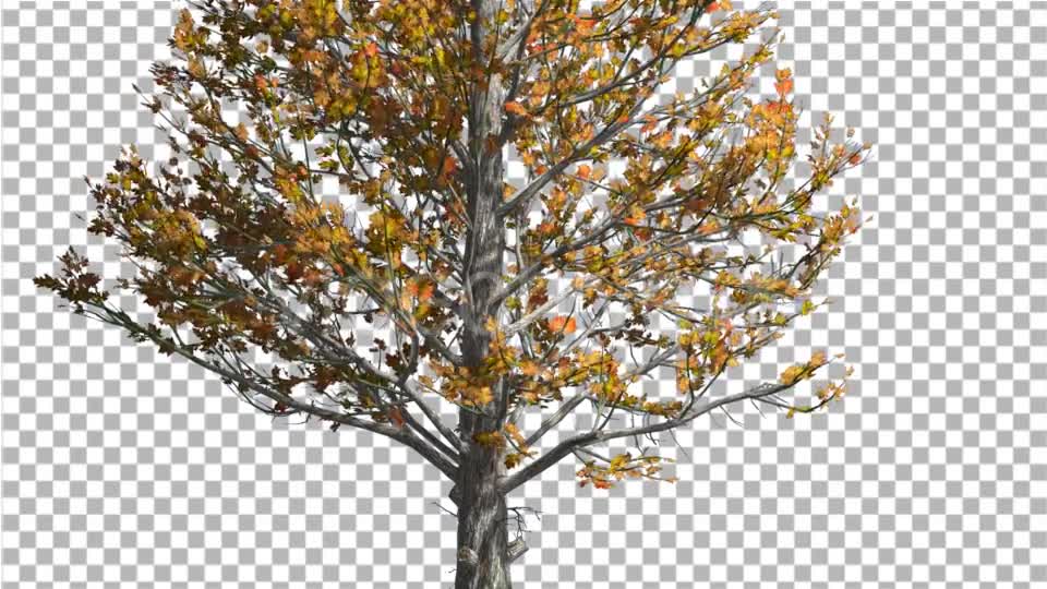 Sugar Maple Trunk Tree is Swaying at The Wind - Download Videohive 14749245