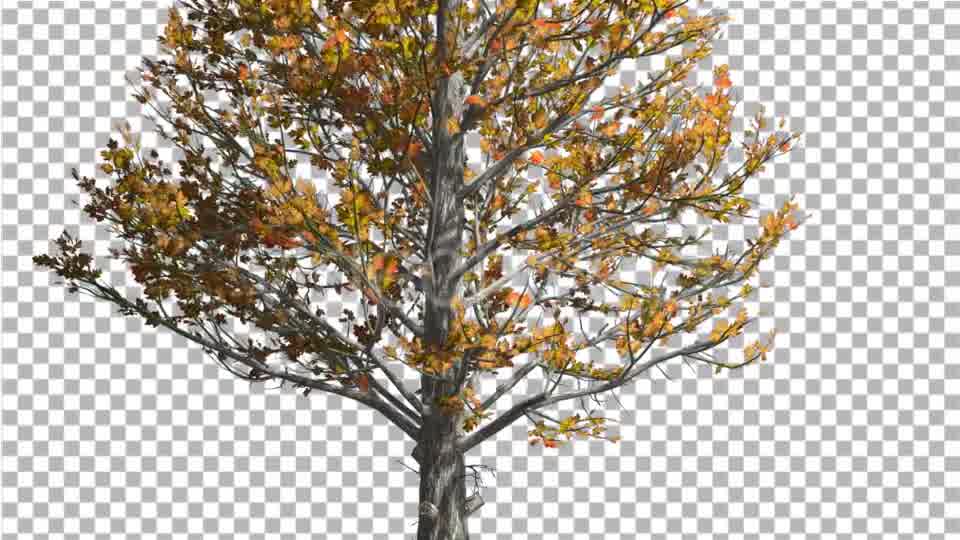 Sugar Maple Trunk Tree is Swaying at The Wind - Download Videohive 14749245