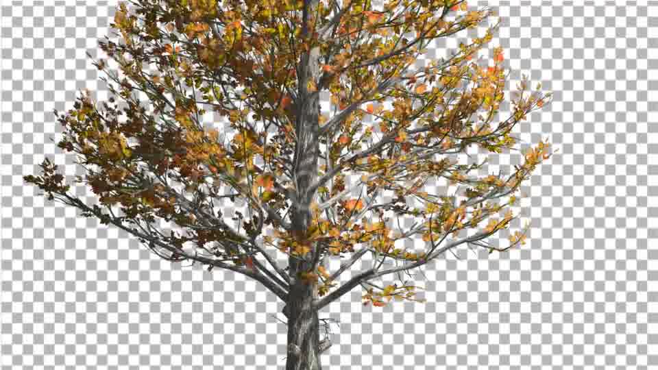 Sugar Maple Trunk Tree is Swaying at The Wind - Download Videohive 14749245