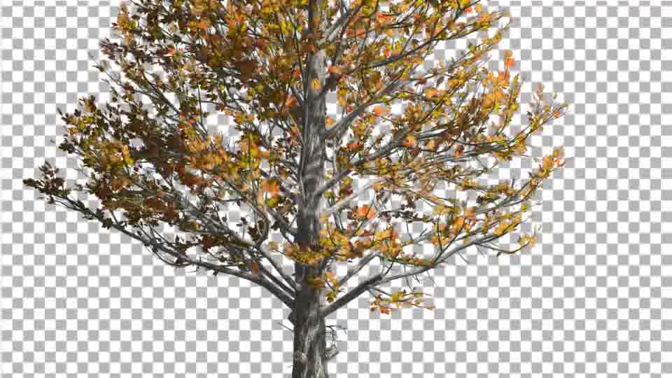 Sugar Maple Trunk Tree is Swaying at The Wind - Download Videohive 14749245