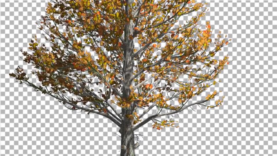 Sugar Maple Trunk Tree is Swaying at The Wind - Download Videohive 14749245