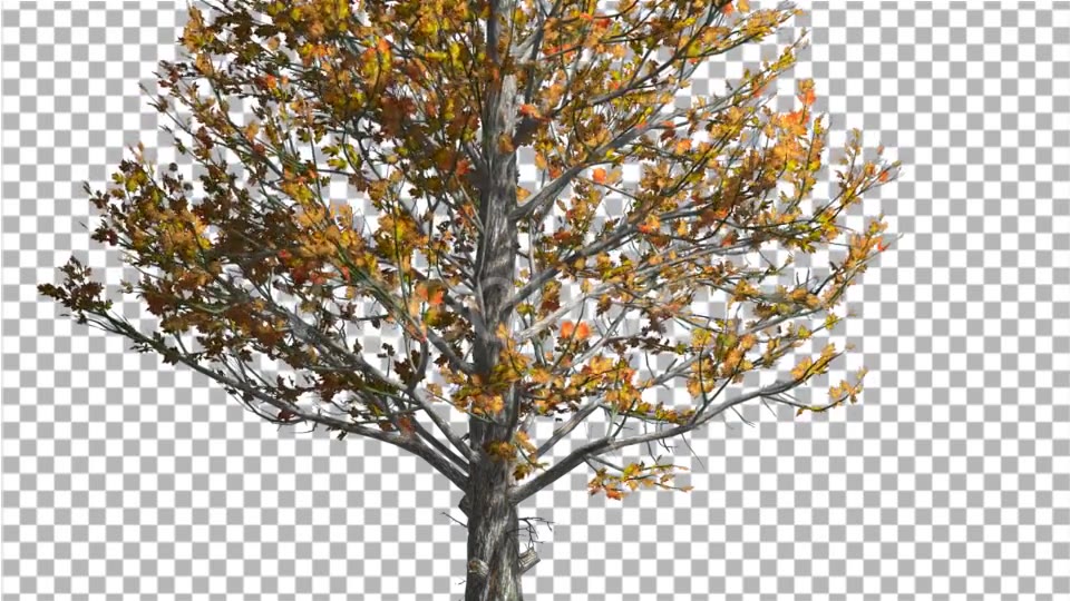 Sugar Maple Trunk Tree is Swaying at The Wind - Download Videohive 14749245