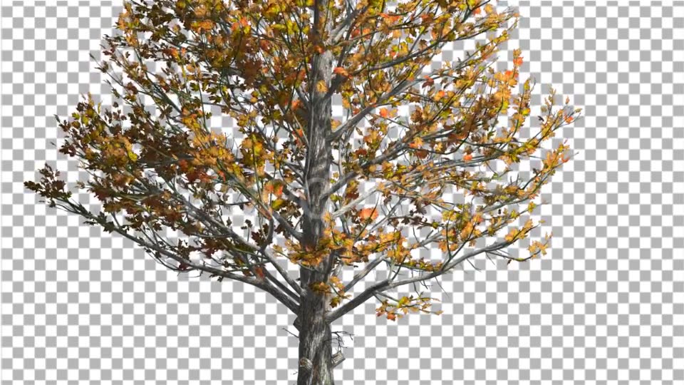 Sugar Maple Trunk Tree is Swaying at The Wind - Download Videohive 14749245