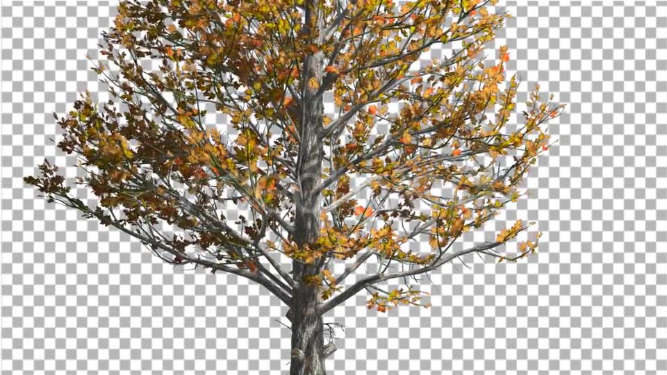 Sugar Maple Trunk Tree is Swaying at The Wind - Download Videohive 14749245