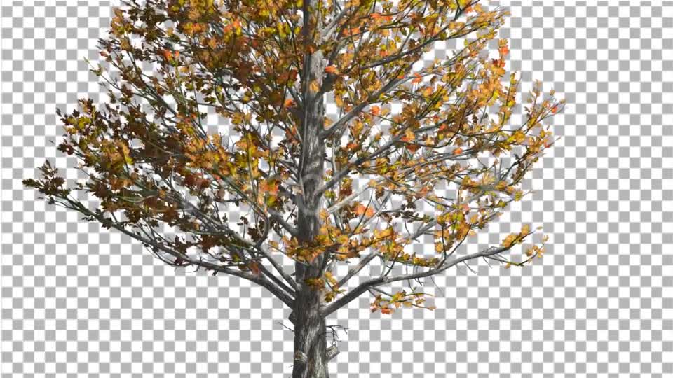 Sugar Maple Trunk Tree is Swaying at The Wind - Download Videohive 14749245