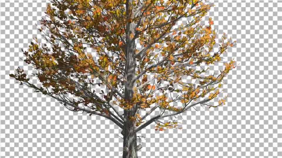 Sugar Maple Trunk Tree is Swaying at The Wind - Download Videohive 14749245