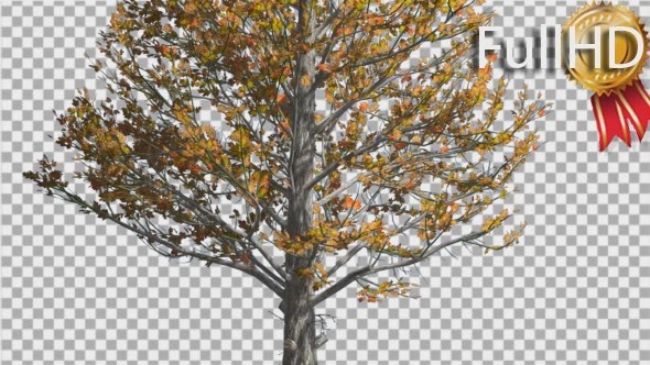 Sugar Maple Trunk Tree is Swaying at The Wind - Download Videohive 14749245