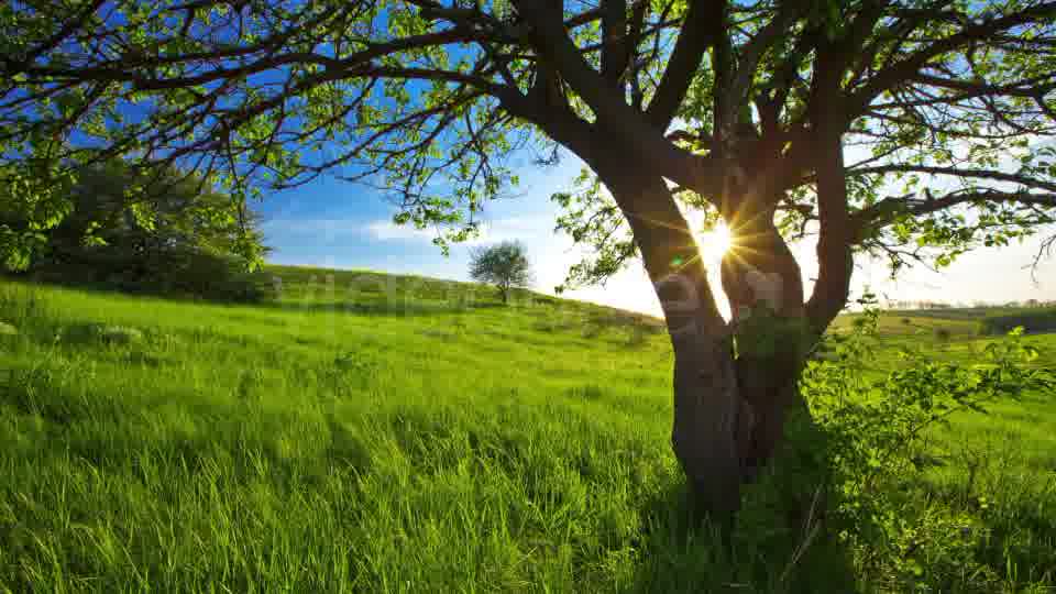 Summer Landscape  Videohive 2626437 Stock Footage Image 12
