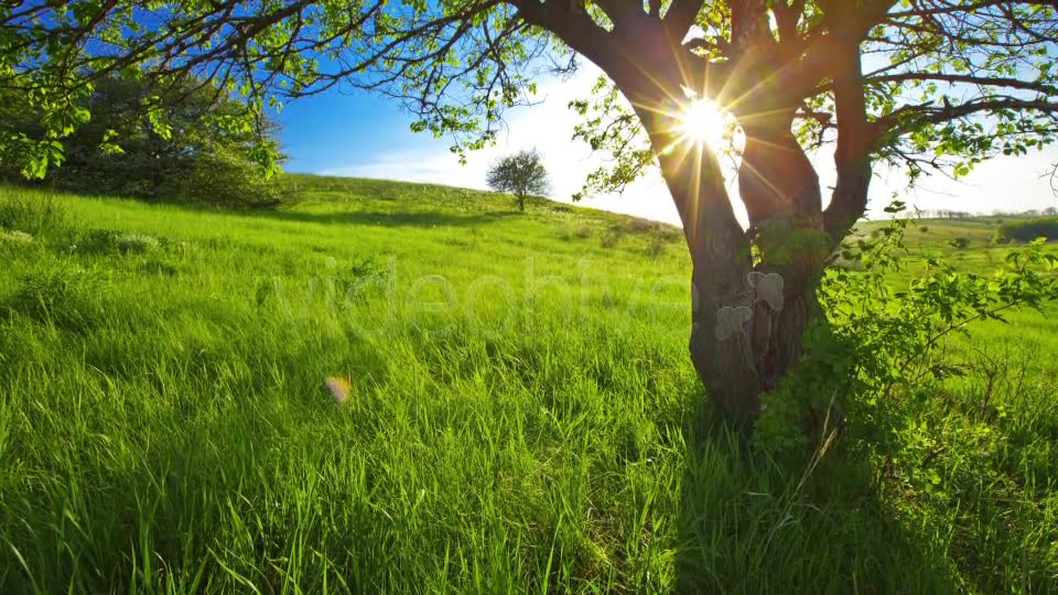 Summer Landscape  Videohive 2626437 Stock Footage Image 2