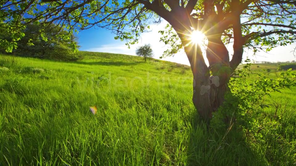 Summer Landscape  Videohive 2626437 Stock Footage Image 3