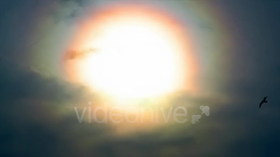 Sun And Bird  Videohive 2411349 Stock Footage Image 1