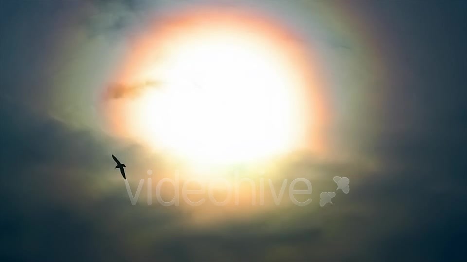 Sun And Bird  Videohive 2411349 Stock Footage Image 10