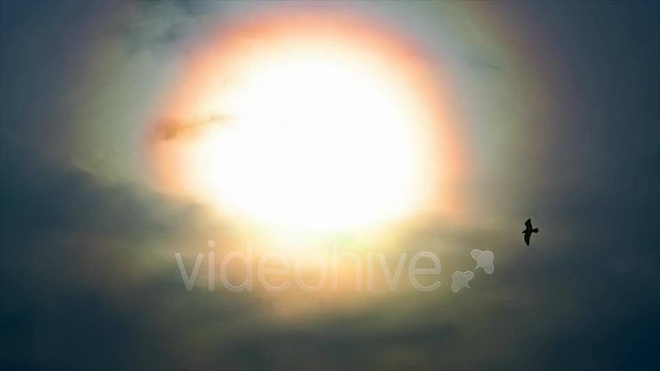 Sun And Bird  Videohive 2411349 Stock Footage Image 3