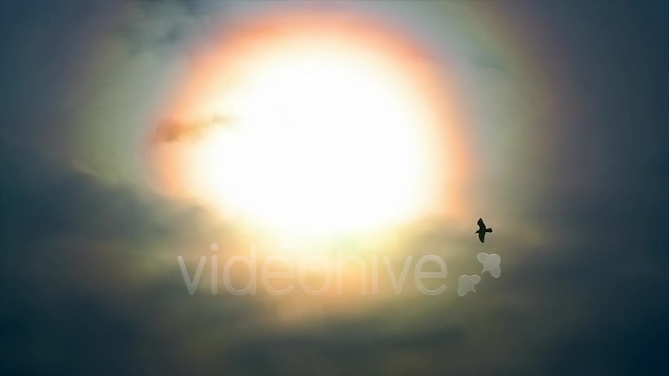 Sun And Bird  Videohive 2411349 Stock Footage Image 4
