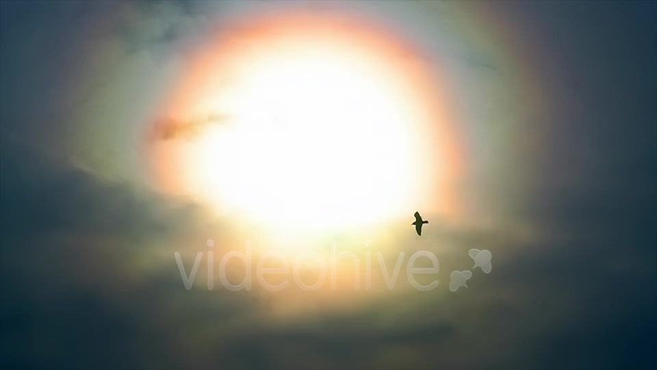 Sun And Bird  Videohive 2411349 Stock Footage Image 5