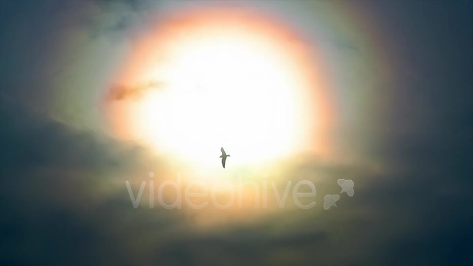 Sun And Bird  Videohive 2411349 Stock Footage Image 7