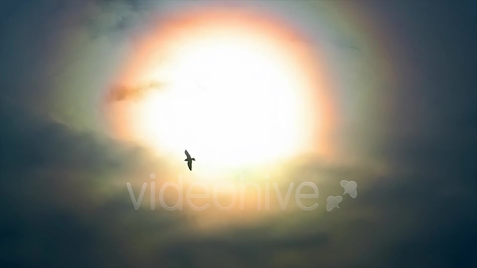 Sun And Bird  Videohive 2411349 Stock Footage Image 8