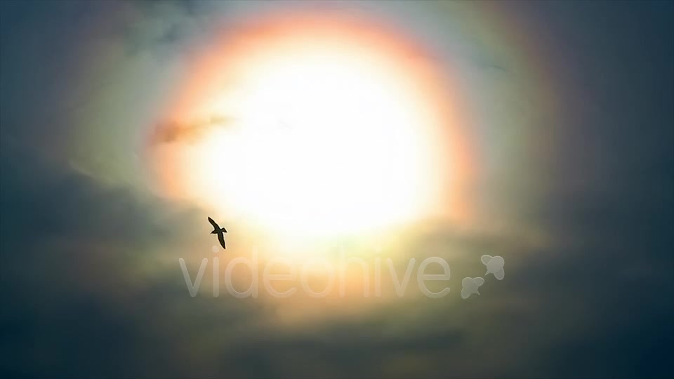 Sun And Bird  Videohive 2411349 Stock Footage Image 9