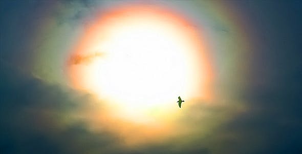 Sun And Bird  - 2411349 Videohive Download