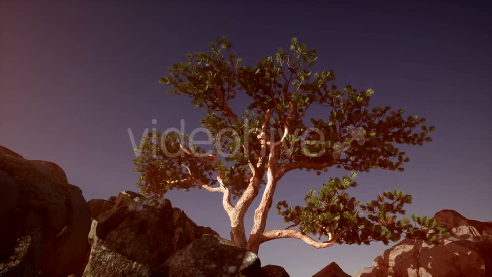 Sun Beams Through Trees - Download Videohive 20880255