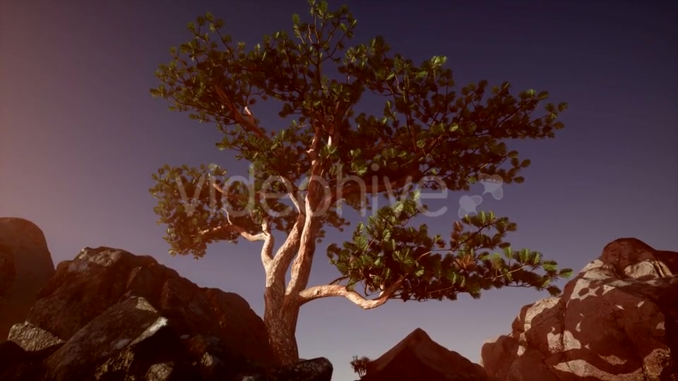 Sun Beams Through Trees - Download Videohive 20880255