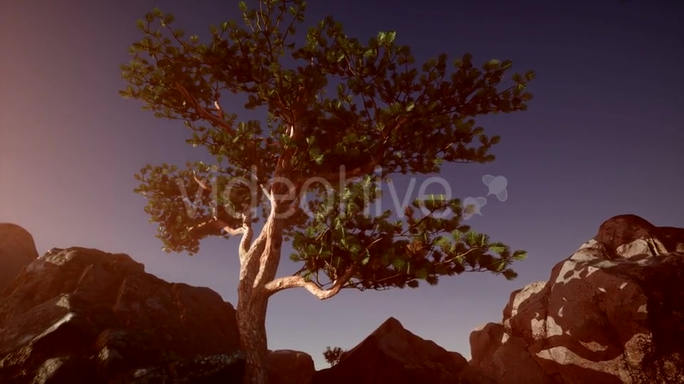 Sun Beams Through Trees - Download Videohive 20880255