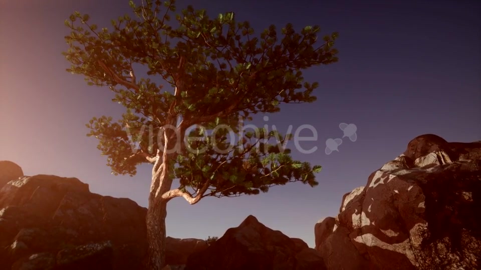 Sun Beams Through Trees - Download Videohive 20880255