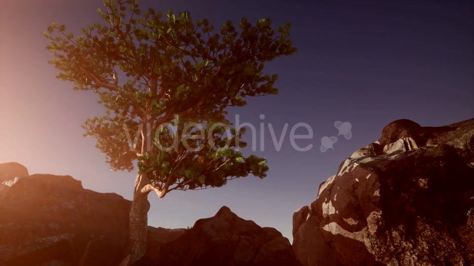 Sun Beams Through Trees - Download Videohive 20880255