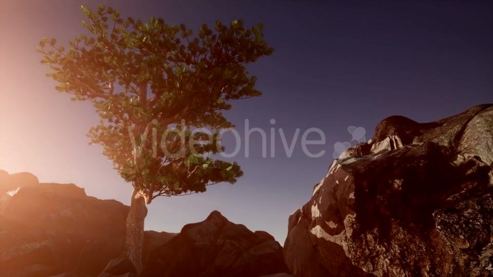 Sun Beams Through Trees - Download Videohive 20880255