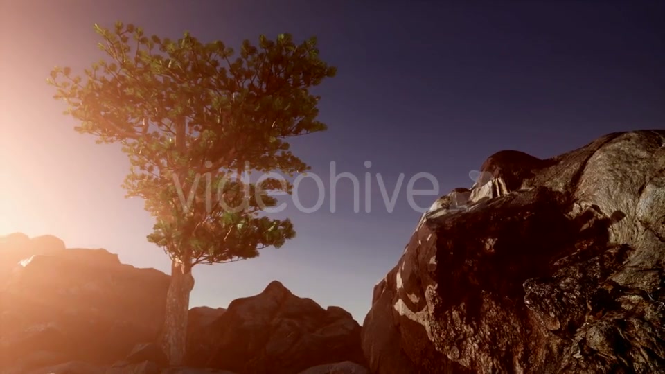 Sun Beams Through Trees - Download Videohive 20880255