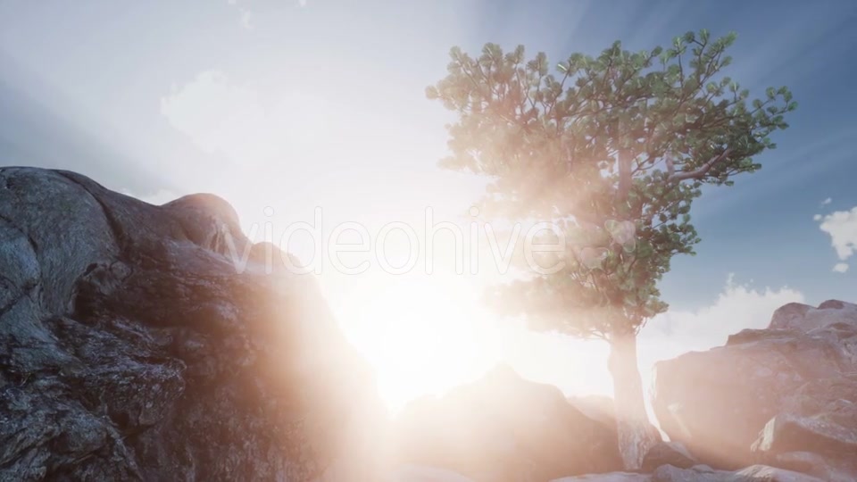 Sun Beams Through Trees - Download Videohive 20920607