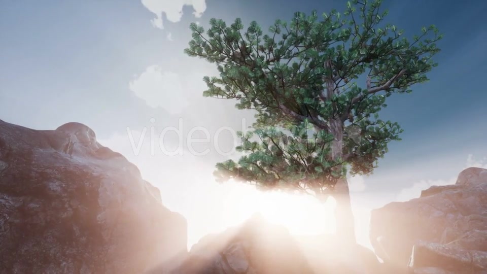 Sun Beams Through Trees - Download Videohive 20920607