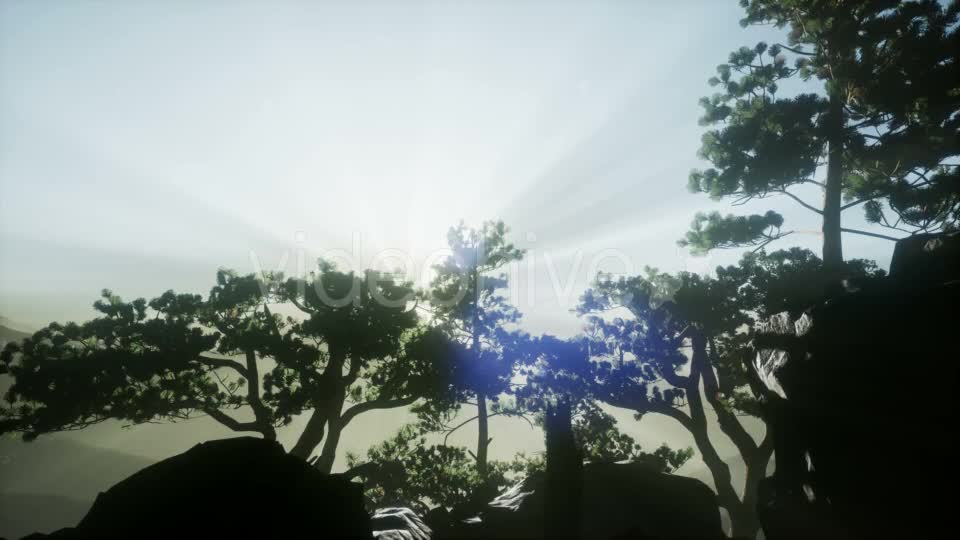 Sun Beams Through Trees - Download Videohive 20920618