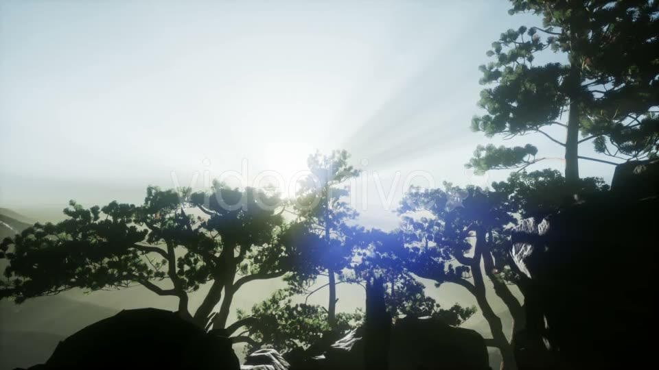 Sun Beams Through Trees - Download Videohive 20920618