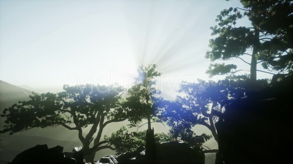 Sun Beams Through Trees - Download Videohive 20920618