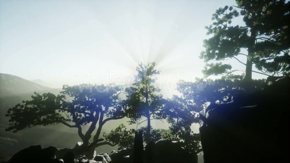 Sun Beams Through Trees - Download Videohive 20920618