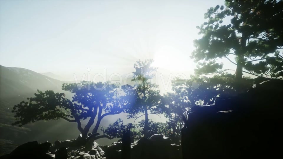 Sun Beams Through Trees - Download Videohive 20920618