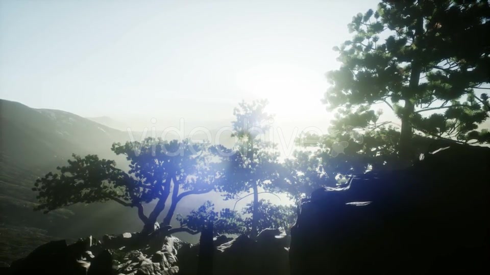 Sun Beams Through Trees - Download Videohive 20920618