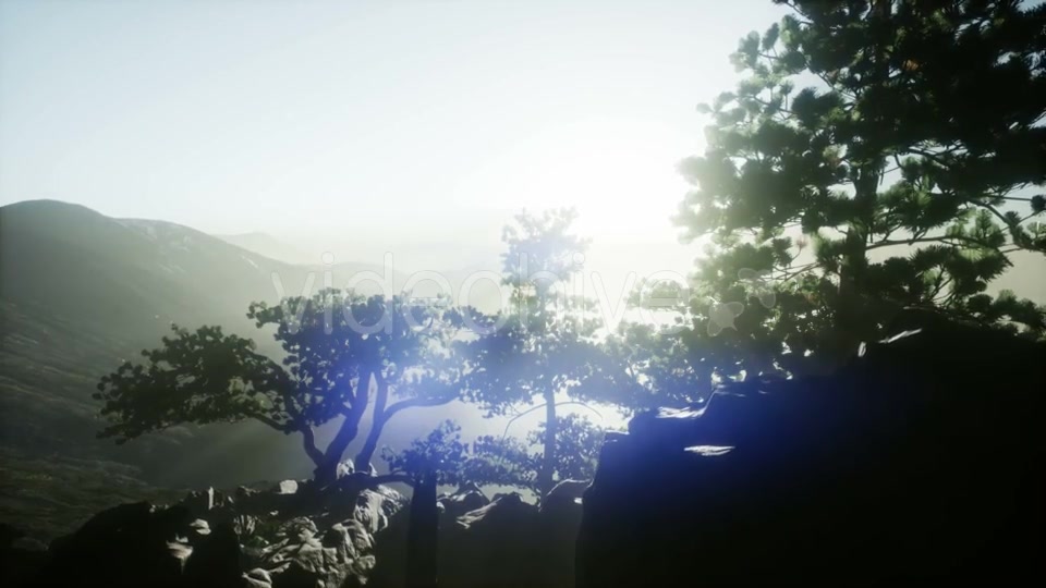 Sun Beams Through Trees - Download Videohive 20920618