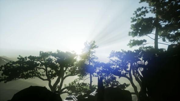 Sun Beams Through Trees - Download Videohive 20920618