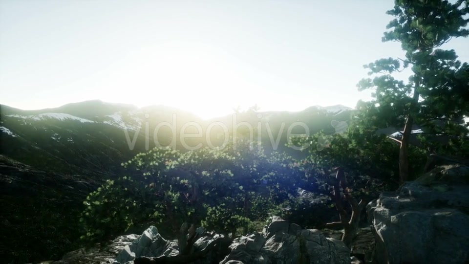 Sun Beams Through Trees - Download Videohive 20967380