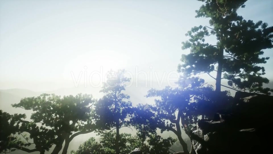 Sun Beams Through Trees - Download Videohive 21118278