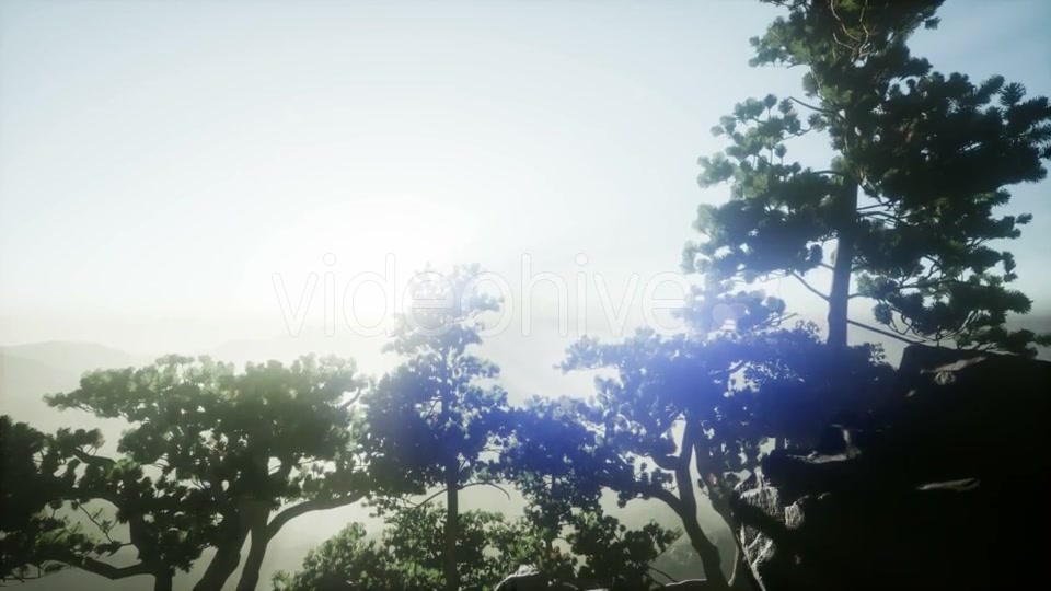 Sun Beams Through Trees - Download Videohive 21297421