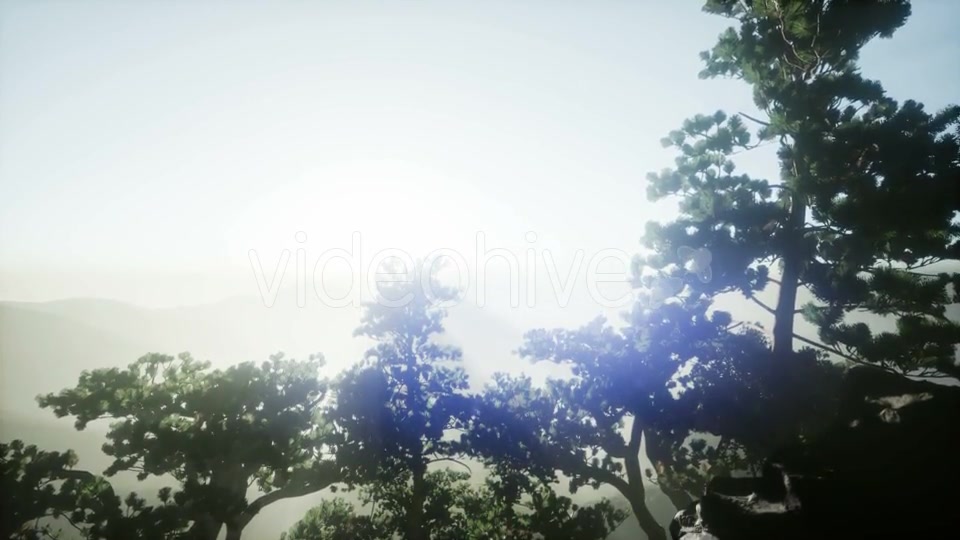 Sun Beams Through Trees - Download Videohive 21297421