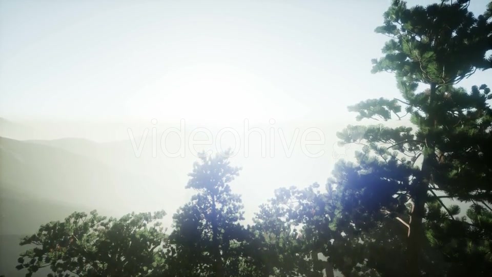 Sun Beams Through Trees - Download Videohive 21297421