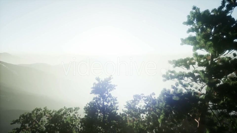 Sun Beams Through Trees - Download Videohive 21297421