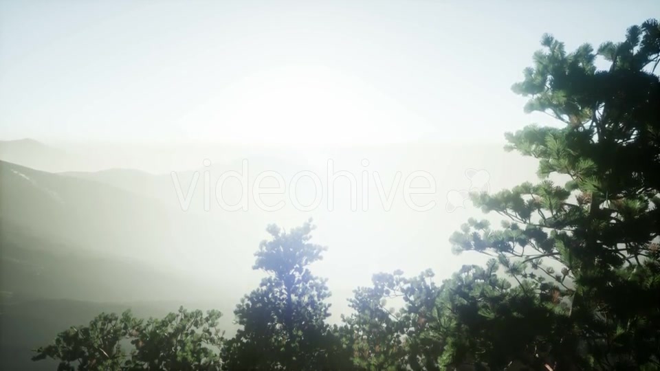 Sun Beams Through Trees - Download Videohive 21297421