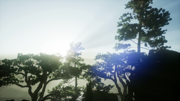 Sun Beams Through Trees - Download Videohive 21297421